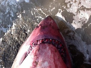 Beaches Reopen As 'Jaws' Scene Ends
