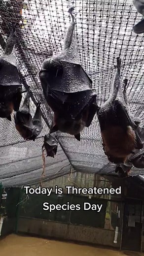 Australia's Biggest Bat: The Grey-headed Flying-fox