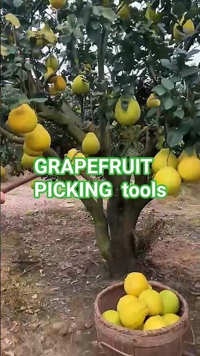GRAPEFRUIT PICKING tools #satisfying #farmingtips #gardeningtips #short