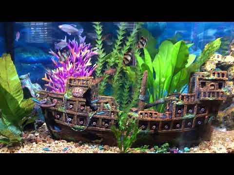 Phil's Pirate Ship Fish Tank Aquarium