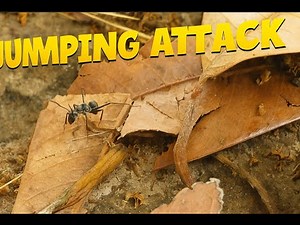 Aggressive Jack Jumper Ant Activity Fast Jumping Ant Close Up