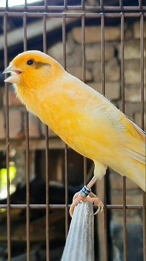 domestic canary bird | bird sound #birds #animals #canary #funnyanimals