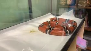 What the heck is a lampropeltis triangulum? They're the brightly...