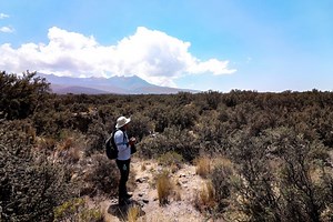 Arequipa: Planean reforestar el volcán Pichu Pichu con bosque de queñuales