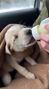 A massive eagle helped rescue a pup... #wildliferescue #rescue #puppy #Eagles | Saving Animal