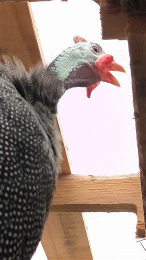 Up close and personal guinea fowl! She's so loud!