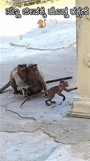 Baby first, always 🐒👶💛#MonkeyFamily#BabyMonkey#NatureMoments#WildlifeReel#NatureShorts#ViralReel#