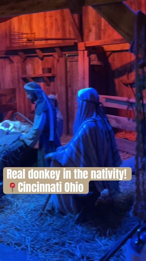 Real donkey in the nativity #cincinnati #ohio #christmas #animals #farm #barn #travel #viral #funny