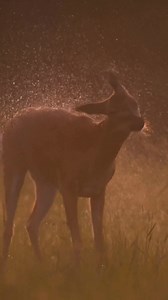 See how wildlife photographer @lucamartinez.fl goes the distance with the super-telephoto prime NIKKOR Z 400mm f/2.8 TC VR S and Nikon Z 9 to get up close and personal 🦌 This Video was Created by Wildlife Photographer Luca Martinez (IG@lucamartinez.fl) with a Nikon Z 9 and Nikon NIKKOR Z 400mm f/2.8 TC VR S lens. Tag your best wildlife content with #NikonCreators to be featured next! #Nikon #NikonCambodia #NikonZ #NikonZmount #NikonZseries #NikonZCamera #Mirrorless #Fullframe #NikonZ9 #Telephot