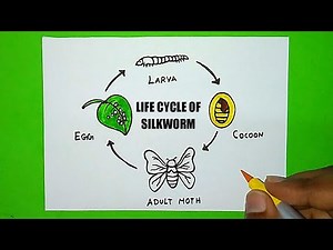 How to Draw Life cycle of a silkworm Drawing | Diagram of Silkworm life Cycle