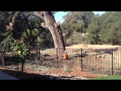 Huge Oak tree felling gone wrong