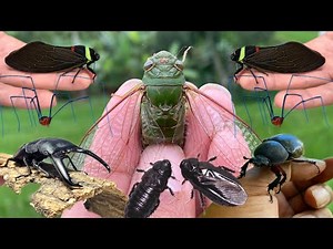 catching insects in the rainforest