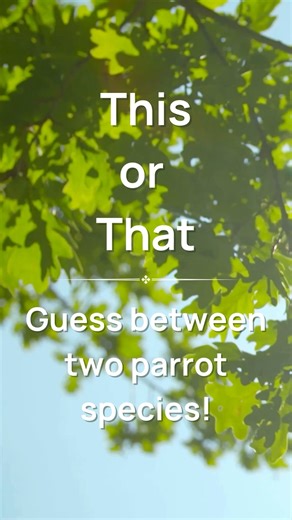 Can you crack the mystery? 🦜 Is this amazing parrot a Military Macaw or a Great Green Macaw? Drop your guess in the comments! Ready to learn more about these gorgeous species? Head to our encyclopedia to check out cool facts: https://parrots.org/learn/encyclopedia/ | World Parrot Trust