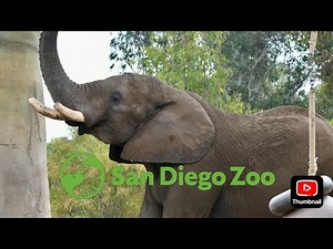San Diego Zoo Exhibit Walk: Elephant Odyssey