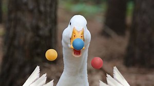 Da da dananananananana, da da dananananananana... Singing the circus theme song helps me concentrate. #DuckLife | Aflac Duck