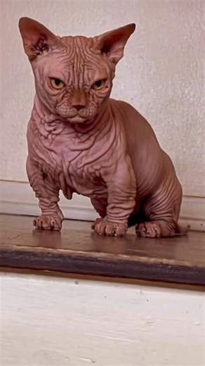 Meet King Racks, the Bambino Cat aka the bully cat! With his wrinkly skin and short, sturdy legs, he’s a unique blend of Sphynx and Munchkin.🐾 Bullbino 🧬 rojo 🏠Owner @bullbinos If you’re interested in content like this & collaborating with us Drop us a DM @pawpointuk➖➖➖#sphnix #sphynixcat #munchkincat #BambinoCat #KingRacks #Sphynx #Munchkin #CatLover | PAW POINT UK
