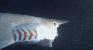 6.4K views · 114 reactions | A Goblin shark feeding. | The Biodiversity Photoblog | Facebook