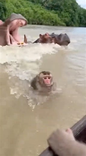 Baby Monkey Falls into Hippo Lake! 😱 Will He Survive? #shorts #wildlife #rescue #animals