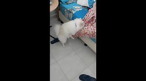 Dog tries to mate with female human very strange and so funny