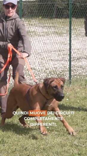 ⚠️ Smetti di trattare tutte le aggressioni allo stesso modo. C'è un abisso tra un cane che morde per difendersi e uno che morde per predazione. Angelo Vaira lo definisce "un viaggio affascinantissimo", ma è anche un terreno minato se non sai leggerlo. Se sbagli approccio, rischi di rinforzare il comportamento o di non essere capito. Nel Corso Istruttori in Riabilitazione del Cane analizziamo la classificazione basata su Competizione, Predazione e Difesa per interventi mirati ed efficaci. 👉 Vai 