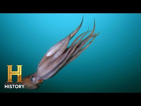 Alien DNA Found in Octopus Genetics | Ancient Aliens | History