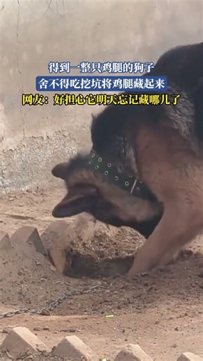 得到一整只鸡腿的狗子，舍不得吃挖坑将鸡腿藏起来，网友：好担心它明天忘记藏哪儿了！ #搞笑 #万万没想到 #狗子