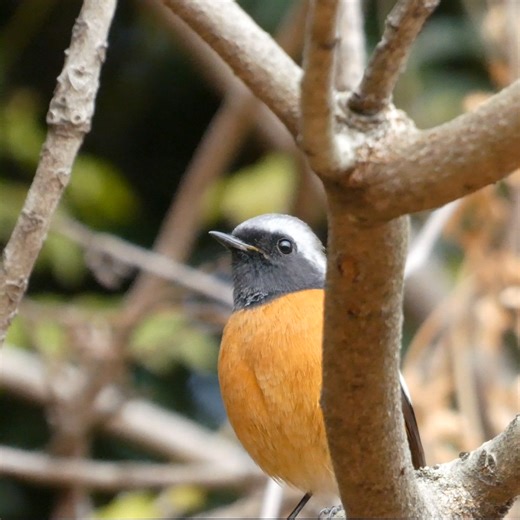 Toyoake Nature News on Reels