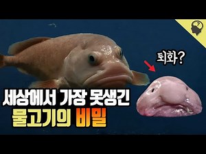 세상에서 가장 못생긴 물고기 '블롭피시'의 진실