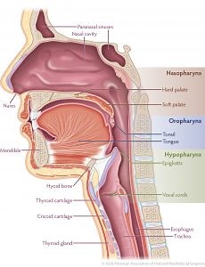 Oral, Head and Neck Cancer | Types of Cancer | AAOMS Oral and Maxillofacial Surgeons