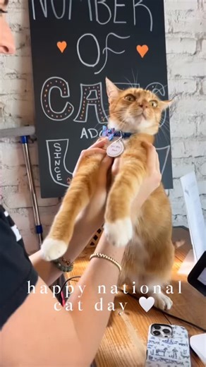 Happy #NationalCatDay from our little weirdos to yours 😻💕 | Pounce Cat Cafe - Charleston