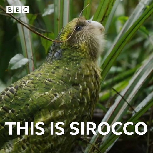 Sirocco is a flightless parrot with an important job. | BBC Two