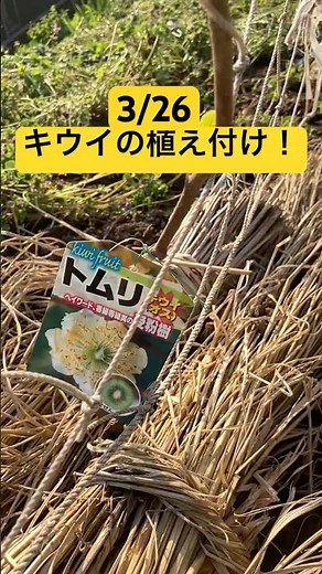 キウイのオス木の植え付け完了🌱 #家庭菜園 #農業 #植え付け#キウイ #キウイ栽培#キウイフルーツ 植え付け#果樹 #果樹栽培