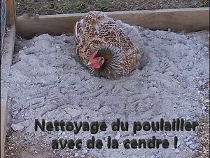 ASH SPREADING IN THE CHICKEN COOP! TOTAL DISINFECTION!