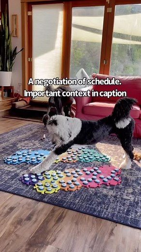 Bunny's Daily Routine Interrupted: A Funny Dog's Reaction