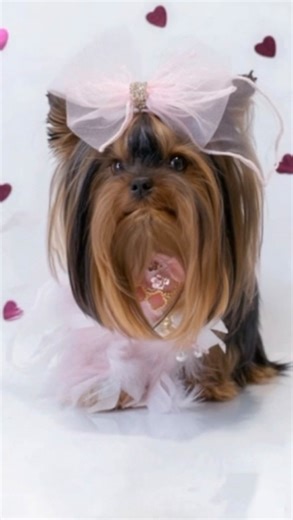 EmmaKate Hudson on Instagram: "Once upon a pink-sparkled moment 💗✨ Emma Kate in her prettiest way saying that love looks good on everyone 💖 Today’s trendsetters sure do OOTD: MAGGIE 25 COLLECTION: THE ICON TRÈFLE DE CHANCE: J’ADORE NECKLACE WHIMSICAL WEDDING: J’ADORE BOW To shop use my link in my profile- or - @maggieand.co code: emmakate to save Joining @klausofpoms and @bostonterrier.ari for #classywithklausfriday Paula is super classy 🩷🙏 #maggiecotrendsetters #maggiemodelsslay #emmakatehu