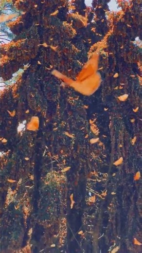 Monarch Butterflies in Mexico 🦋✨ Nature’s Most Magical Migration 🌿😍