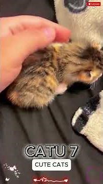 best mini cats😹 funny cats 😱 #viralvideo #funny #catvideos