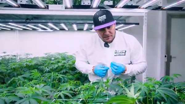 SCROG Trainingstechnik im Anbau | Einfach erklärt | Tipps & Tricks