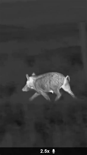 Pulsar Telos XP50 LRF #pulsar #telosxp50lrf #thermalhunting #hunting #hoghunting #hogs #fyp #thermal