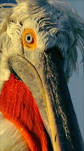 Dalmatian Pelican: The Giant Bird with a Deadly Hunting Strike | #bird | Vox Explain