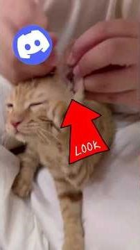 Discord Tips and TRICKS They Don’t Tell You #wupples 2