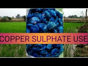 How to use ( Neela thotha ) Copper Sulphate in Gardening💎💎💎