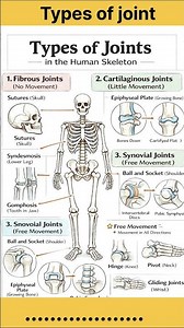 Types of joint in human skeleton 🦴#humanskeleton #bone #short #video