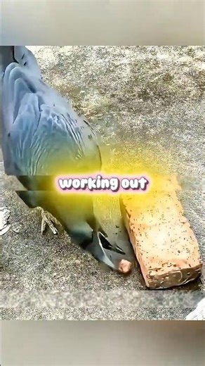 Smart Crow Use Logic To Solve Problem 🧠 #shorts