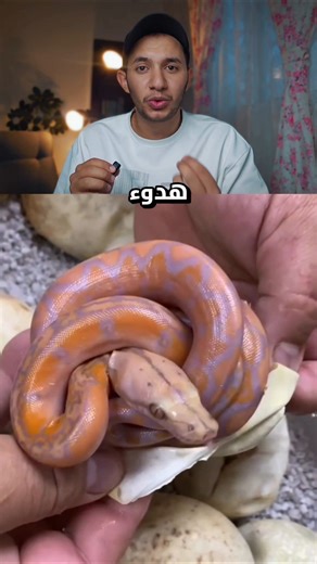 المربي هنا يفتح البيضه بنفسه#السعودية #اكسبلور #automobile