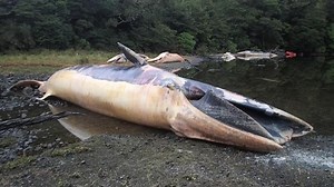 Time-lapse footage shows baleen whales decomposing after mass die-off