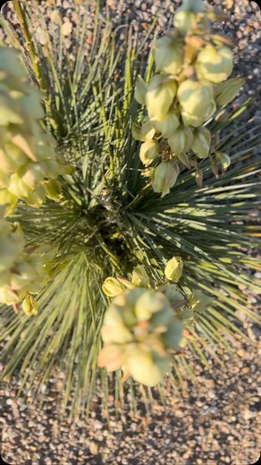 The yuccas are in full bloom right now 💛🤍 get outside and breathe the fresh air, my friends 🩵 • • • #yucca #cactus #getoutside #breathe #relax #takeamoment | Alexandra Hansen Art & Design