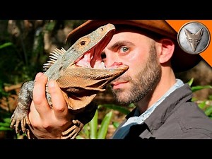 5 Things You Never Knew About GIANT LIZARDS in Costa Rica