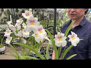 OrchidWeb - Miltoniopsis Rene Komoda