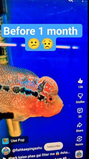 1 month Before & After flowerhorn 😍 #flowerhorn #fish #shortsviral #viralvideo #ytshorts #shorts